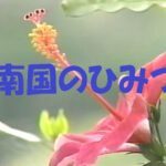 【ＩＶ】なんごくのひみつ