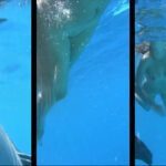 Candid-HD Amazing Dolphin Encounter Part 1