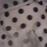 ちんちくりんｓしまい