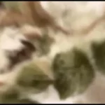 無臭（和）CK6名衝撃の美少女過激オナニー自撮り