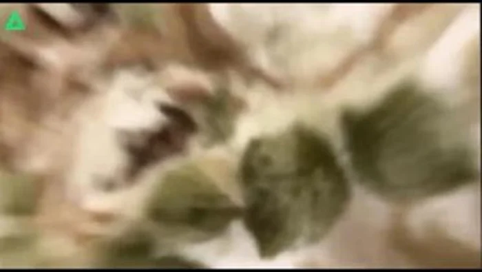 無臭（和）CK6名衝撃の美少女過激オナニー自撮り